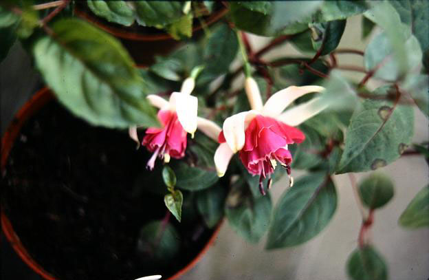  Fuchsia 'Curtain Call ' 