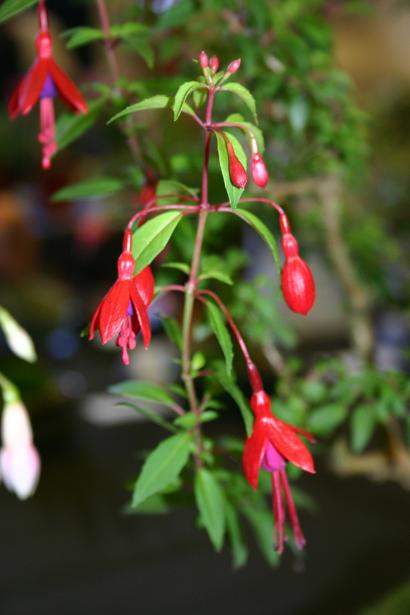  Fuchsia 'David ' 