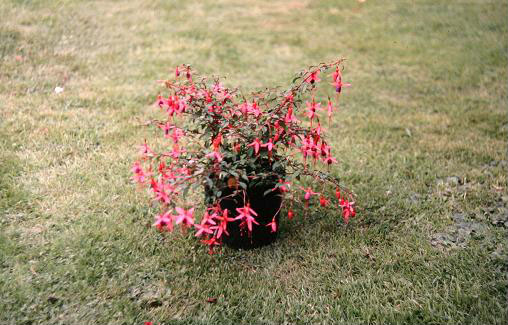  Fuchsia 'Derby Imp ' 