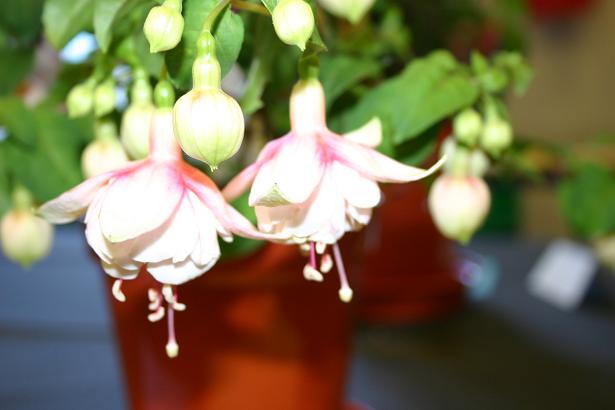  Fuchsia 'Devonshire Dumpling ' 