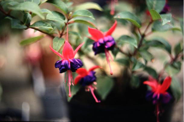  Fuchsia 'Dollar Princess ' 