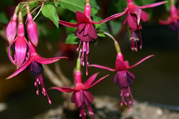  Fuchsia 'Dorothy Hanley ' 