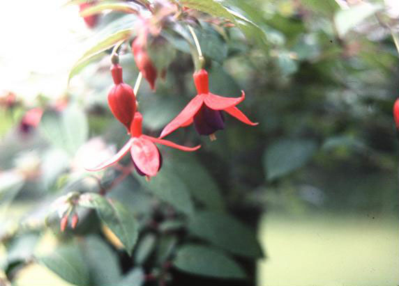  Fuchsia 'Drame ' 