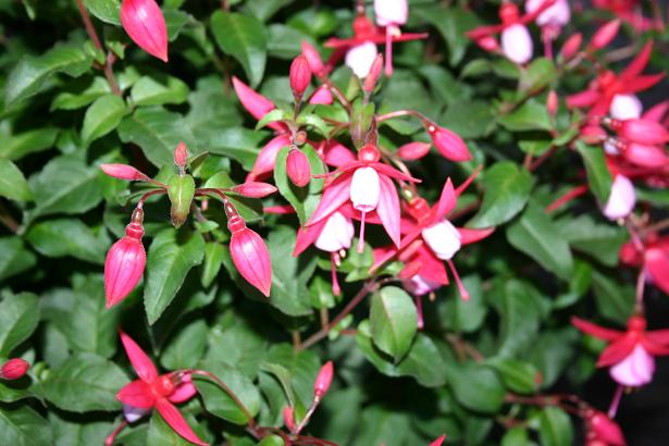  Fuchsia 'Dusky Beauty ' 