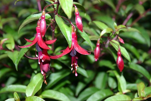  Fuchsia 'Dying Embers ' 