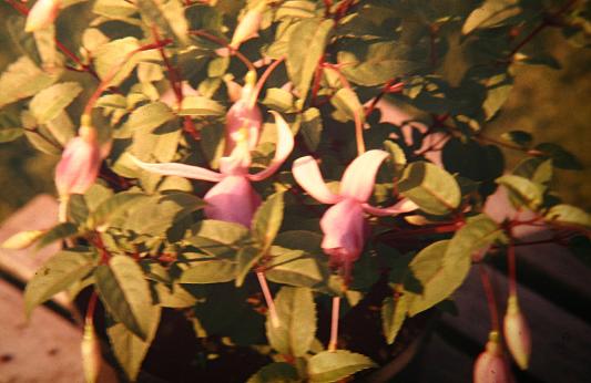  Fuchsia 'Eden Lady ' 