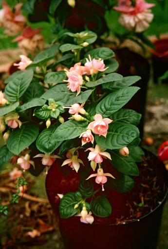  Fuchsia 'Eleanor Leytham ' 