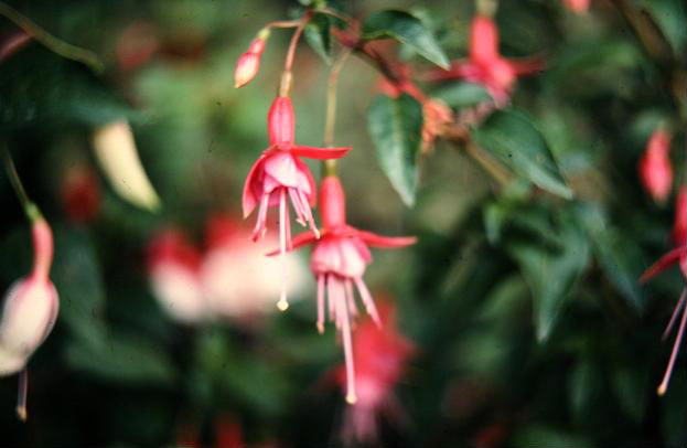  Fuchsia 'Elfin Glade ' 