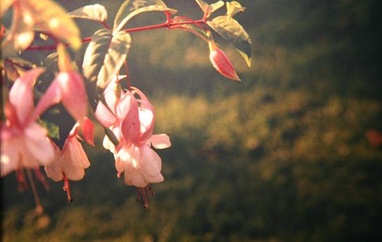  Fuchsia 'Elizabeth Travis ' 
