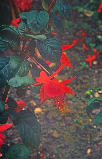  Fuchsia 'Empress of Prussia ' 