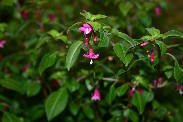  Fuchsia encliandra ssp. encliandra 