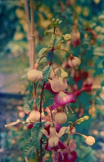  Fuchsia 'Eva Boerg ' 