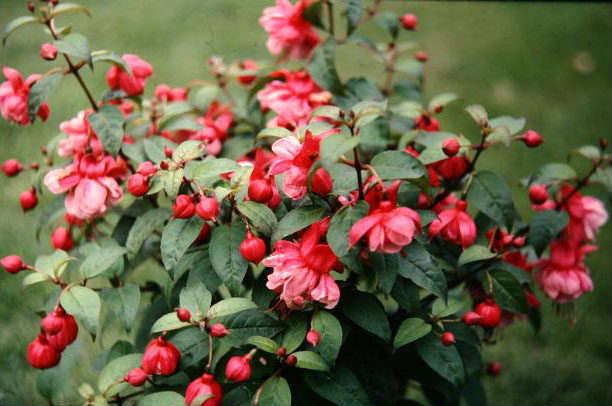  Fuchsia 'Fascination ' 