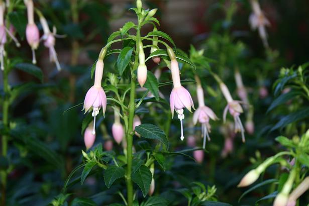  Fuchsia 'Flashlight ' 