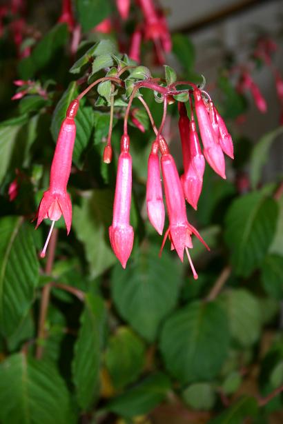  Fuchsia 'Fuchsiarama ' 