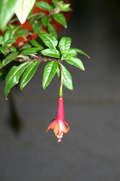  Fuchsia 'Fuji San ' 