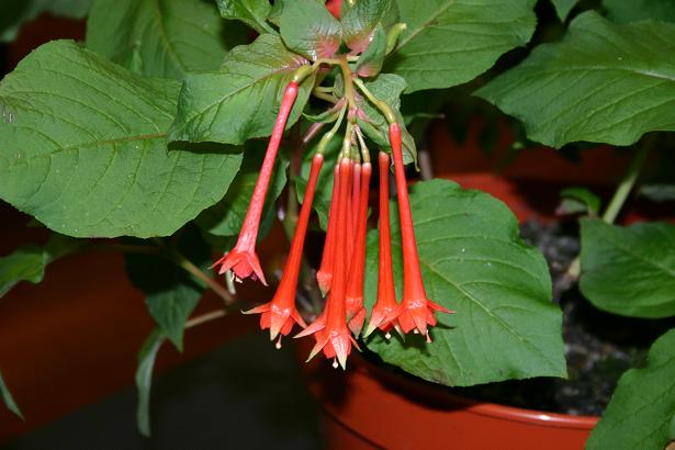  Fuchsia fulgens 