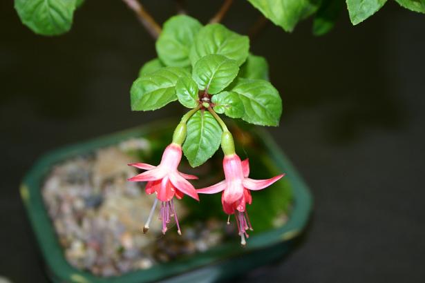  Fuchsia 'Galadriel ' 