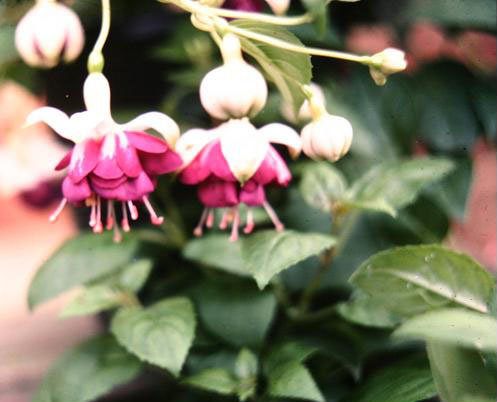  Fuchsia 'Gaytime ' 