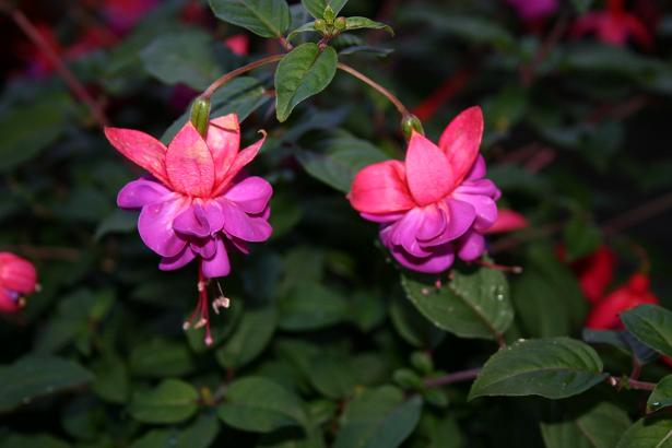  Fuchsia 'General Monk ' 