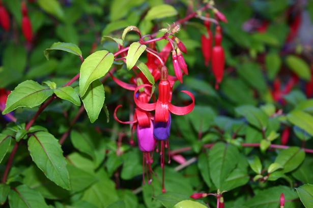  Fuchsia 'Genii ' 