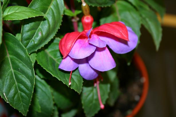  Fuchsia 'Gillian Althea ' 