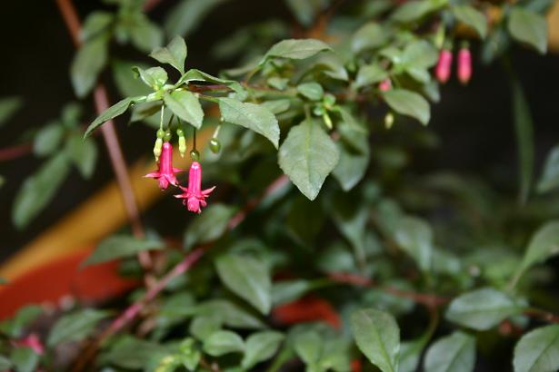  Fuchsia 'Gina Bowman ' 