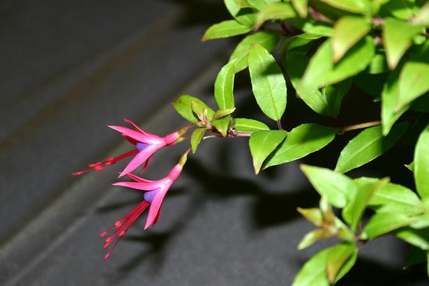  Fuchsia glazioviana 