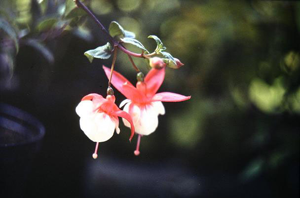  Fuchsia 'Gloire de Marche ' 