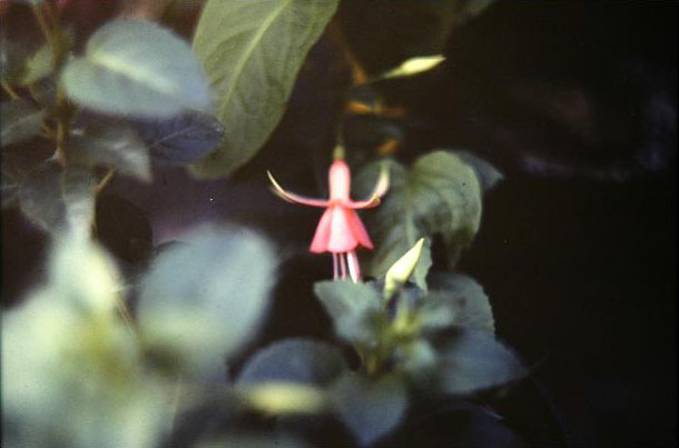  Fuchsia 'Golden Dawn ' 