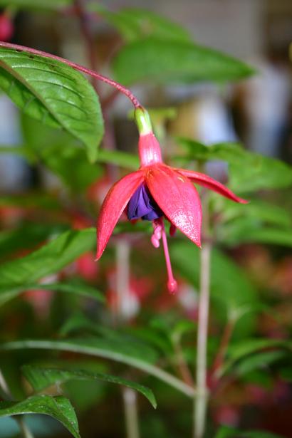  Fuchsia 'Grandpa George ' 