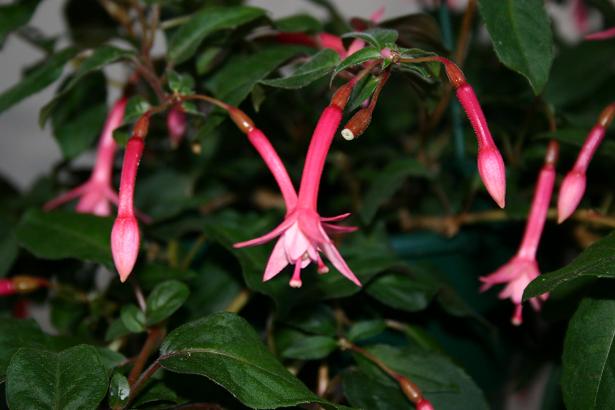  Fuchsia 'Greeta ' 