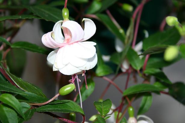  Fuchsia 'Harry Hay ' 