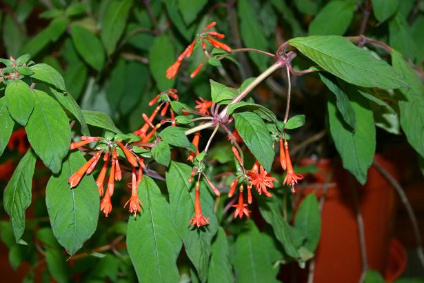  Fuchsia hartwegii 