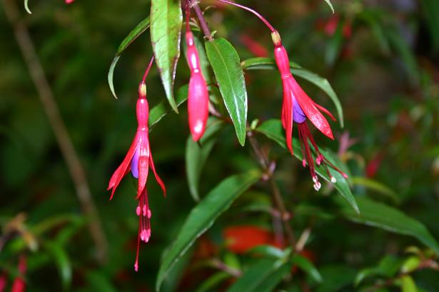  Fuchsia hatsbachii 