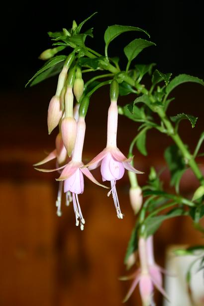  Fuchsia 'Hawkshead ' 