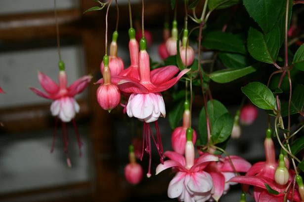  Fuchsia 'Heathersage ' 