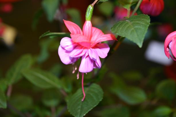  Fuchsia 'Heidi Ann ' 