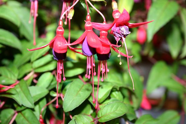  Fuchsia 'Henning Becker ' 