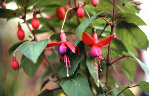  Fuchsia 'Herald ' 