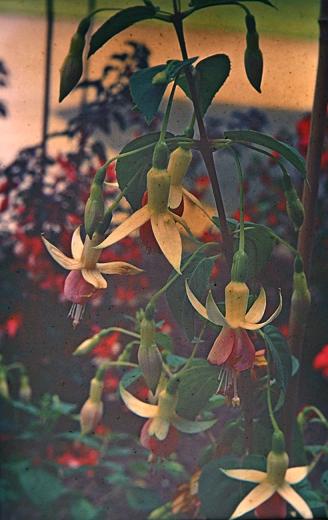  Fuchsia 'Hidcote Beauty ' 
