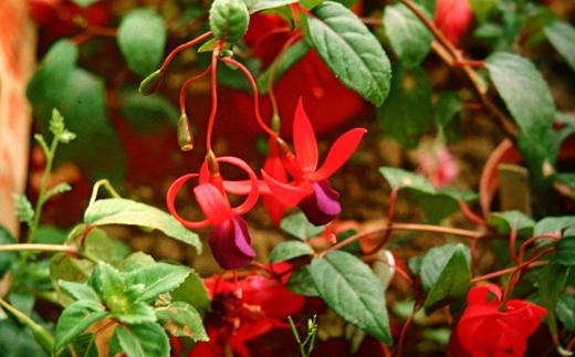  Fuchsia 'Howletts Hardy ' 