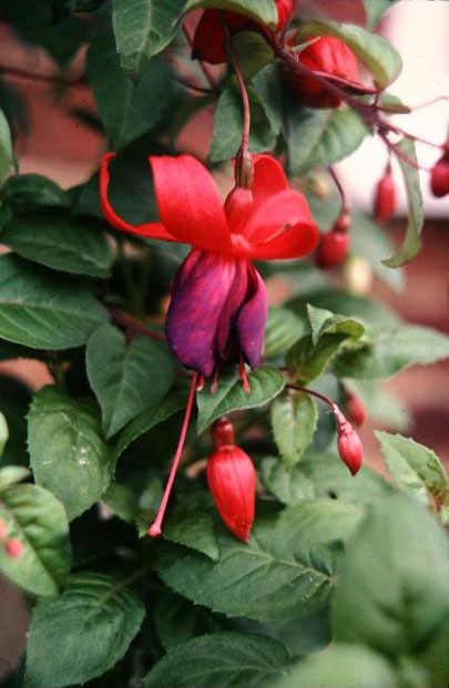  Fuchsia 'Indian Maid ' 