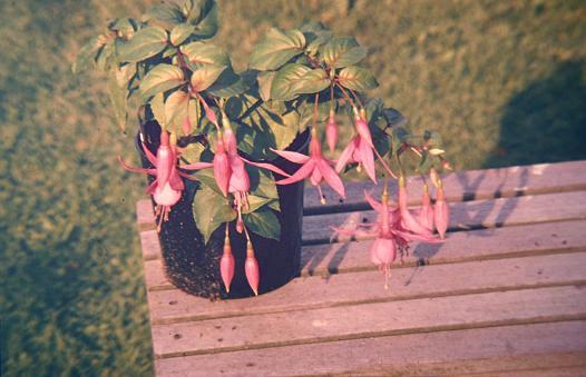  Fuchsia 'Jack Acland ' 