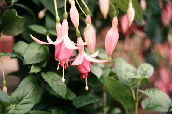  Fuchsia 'Jack Shannon ' 