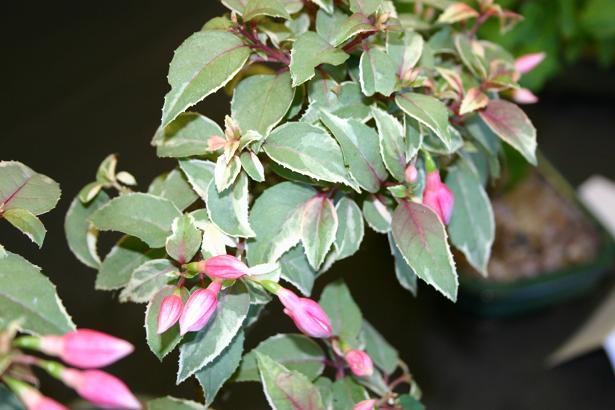  Fuchsia 'Jack Stanway ' 