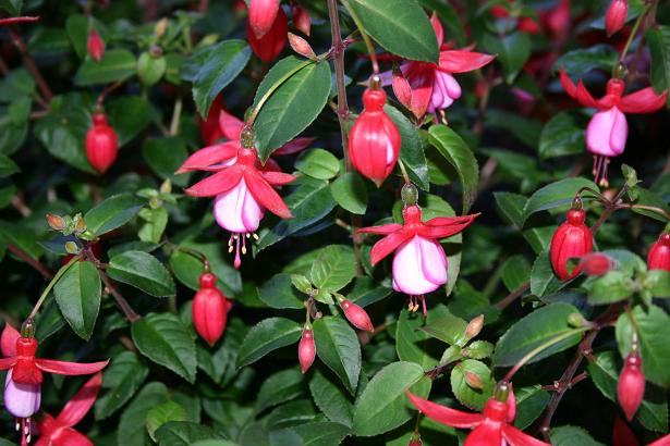  Fuchsia 'Jenny Sornson ' 