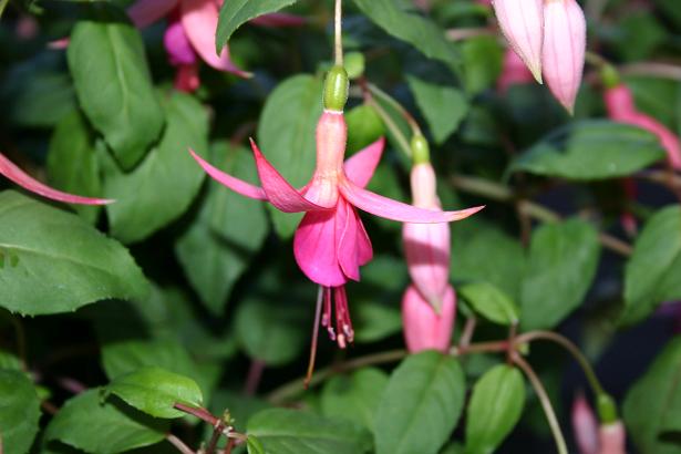  Fuchsia 'Joan Dalby ' 