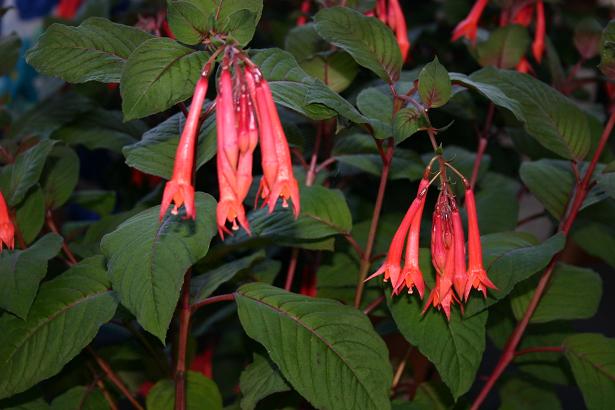  Fuchsia 'John Maynard Scales ' 