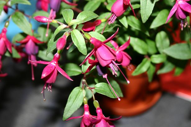  Fuchsia 'Kath van Halegen ' 